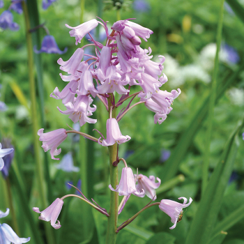 Bluebells, Spanish, Queen of the Pinks, Pack of 12