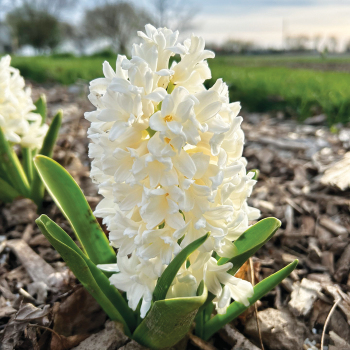 Hyacinth, Carnegie, Pack of 6 Hyacinth, Carnegie, Pack of 6