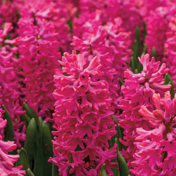 Hyacinth, Jan Bos, Pack of 6