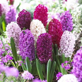 Hyacinth Velvety Violets Blend