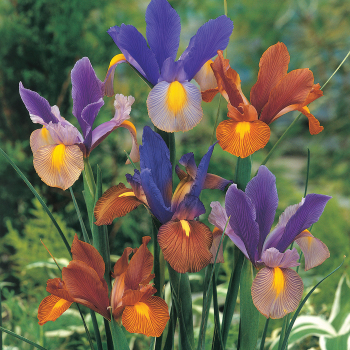 Iris, Tiger Mix, Pack of 24 Iris, Tiger Mix, Pack of 24