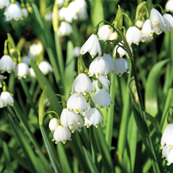 Snowflakes, Gravetye Giant, Pack of 6 Snowflakes, Gravetye Giant, Pack of 6