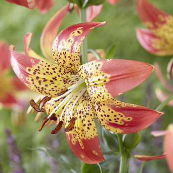 Lily, Fusion, Pack of 3