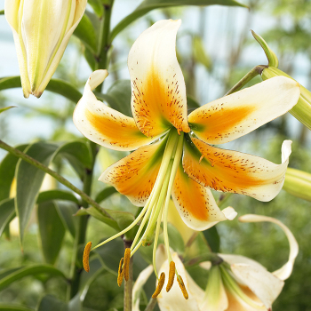 Lily, Lady Alice, Pack of 3