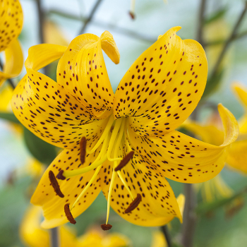 Lily, Leichtlinii, Pack of 3