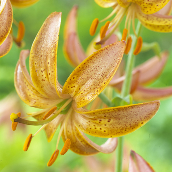 Lily, Turk's Cap, Fairy Morning, Pack of 2