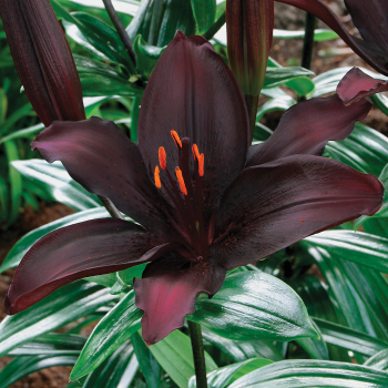 Lily, Asiatic Hybrid, Blacklist, Pack of 3