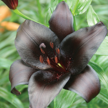 Nightrider Asiatic Hybrid Lily