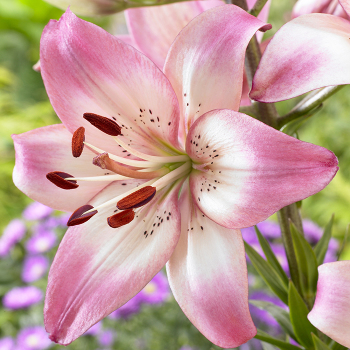 Lily, Asiatic Hybrid, Rosella's Dream, Pack of 3