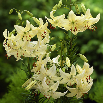 Lily, Asiatic Hybrid, Sweet Surrender, Pack of 3