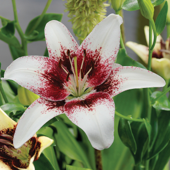 Lily, Asiatic Hybrid, Tribal Kiss, Pack of 3