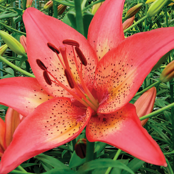 Lily, Asiatic Hybrid, Trogon, Pack of 3