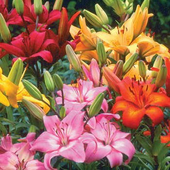 Lily, Asiatic, All-Color Hybrid Mix, Pack of 12