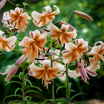 Lily Tiger Babies