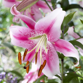 Lily, Orienpet, Anastasia, Pack of 3