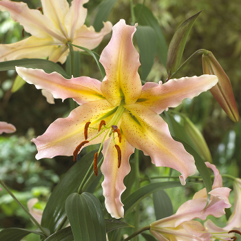 Lily, Orienpet, Elusive, Pack of 3