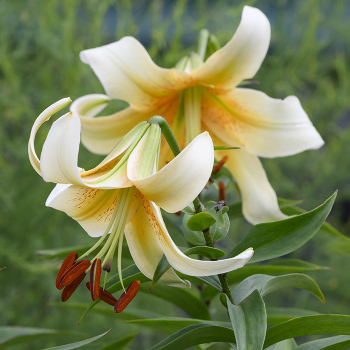 Lily, Orienpet, Mister Cas, Pack of 3