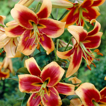 Lily Orienpet Red Morning