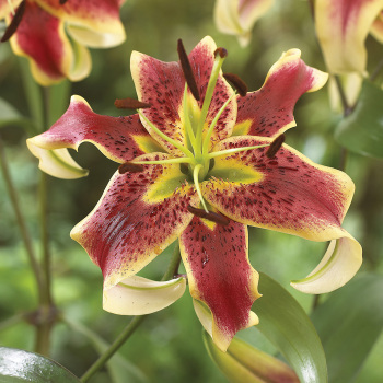 Lily, Orienpet, Scheherazade, Pack of 3 Lily, Orienpet, Scheherazade, Pack of 3