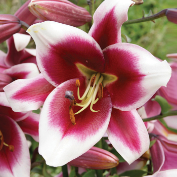 Lily, Orienpet, Friso, Pack of 3