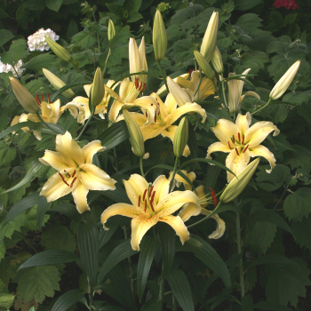 Gold Fever Oriental Hybrid Lily
