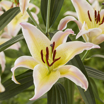 Lily, Oriental Hybrid, Hocus Pocus, Pack of 3