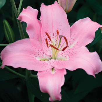 Lily, Oriental Hybrid, Josephine, Pack of 3 Lily, Oriental Hybrid, Josephine, Pack of 3