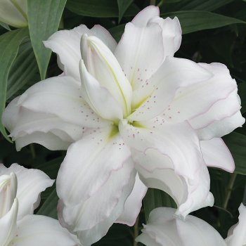 Lotus Beauty Oriental Hybrid Lily