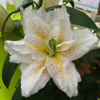Lily, Oriental Hybrid,  Roselily™ Sita Double Hybrid, Pack of 3