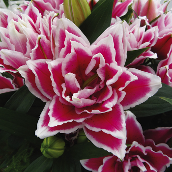 Lily, Oriental Hybrid, Roselily™ Samantha Double, Pack of 3