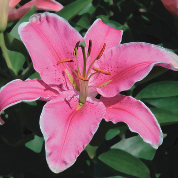 Lily, Oriental, Sorbonne, Pack of 3