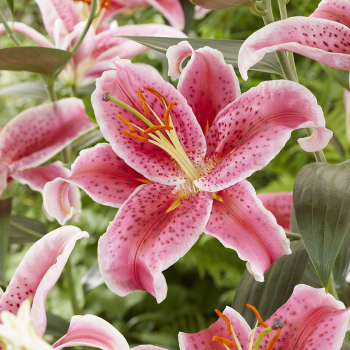 Lily, Oriental Hybrid, Stargazer, Pack of 3