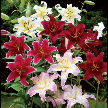 Lily, Oriental Hybrid, Mix, Pack of 6
