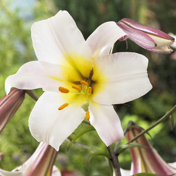 Lily, Trumpet, Regale, Pack of 3