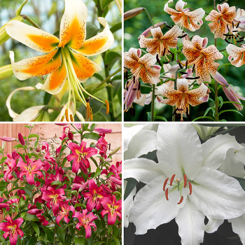 Lily Sampler