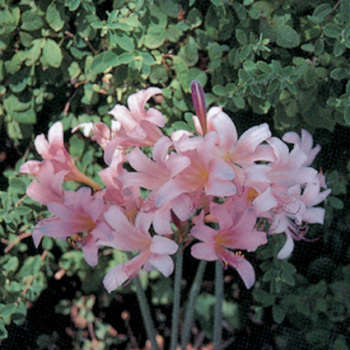 Mystery Lily