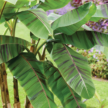 Banana, Ever Red (Musa sikkimensis)