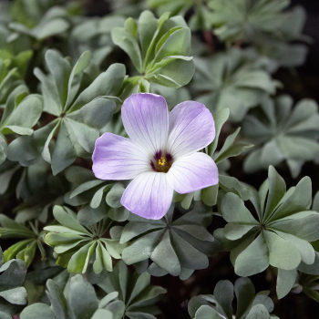 Oxalis, Adenophylla, Pack of 12 Oxalis, Adenophylla, Pack of 12