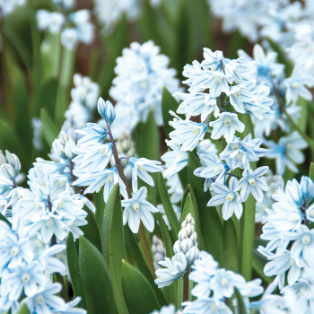 Striped Squill, Pack of 24 Striped Squill, Pack of 24