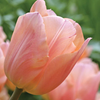Tulip, Apricot Beauty, Pack of 6 Tulip, Apricot Beauty, Pack of 6