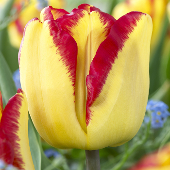 Tulip, Cape Town, Pack of 6