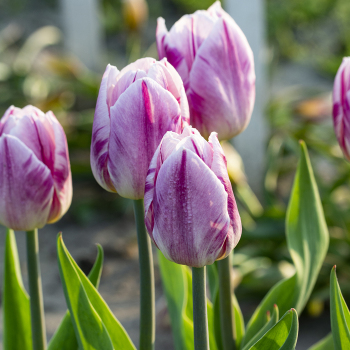 Tulip, Flaming Prince, Pack of 6 Tulip, Flaming Prince, Pack of 6