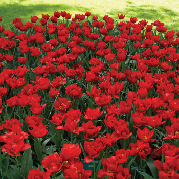 Tulip, Abba, Pack of 6 Tulip, Abba, Pack of 6