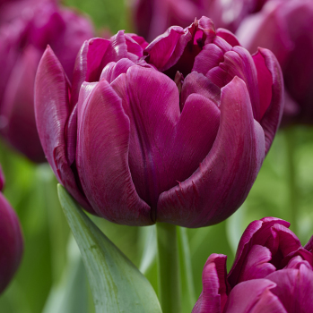 Tulip, Alison Bradley, Pack of 6