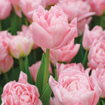 Tulips: J.W. Jung Seed Company