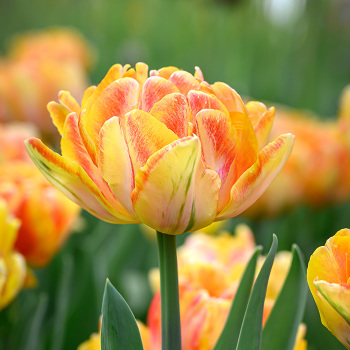 Tulip Foxy Foxtrot
