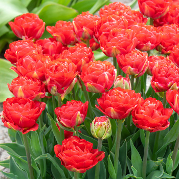 Tulip Pamplona