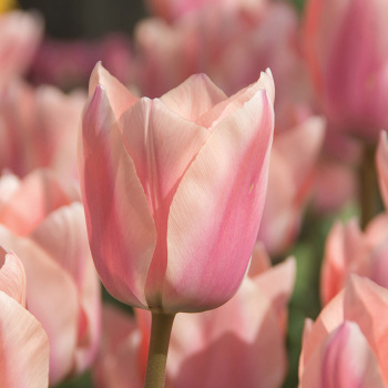 Tulip Apricona