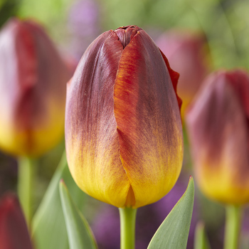 Tulip Amber Glow