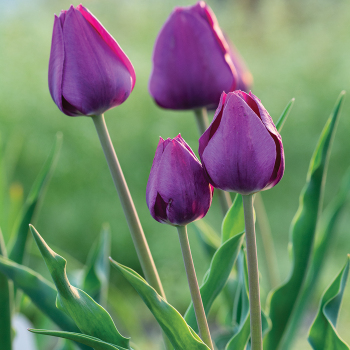 Tulip, Negrita, Pack of 6 Tulip, Negrita, Pack of 6